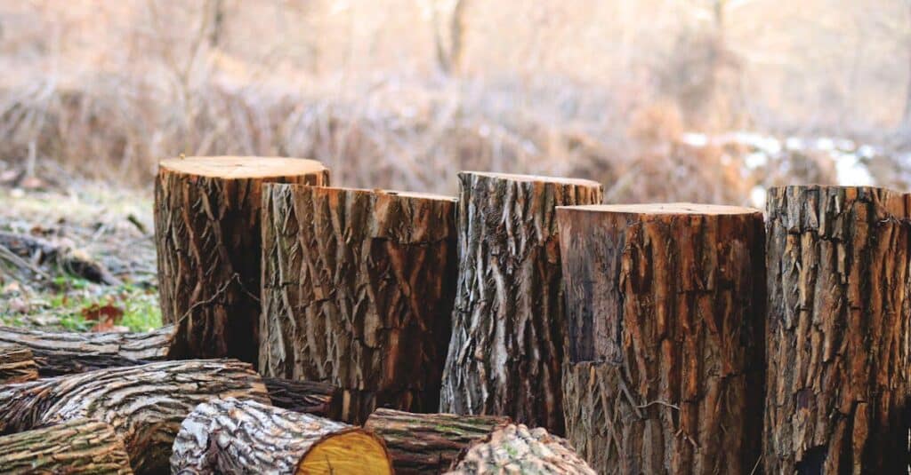 découvrez l'empreinte carbone : son impact sur l'environnement, comment la mesurer et les actions à entreprendre pour la réduire. informez-vous sur les initiatives écologiques et adoptez un mode de vie plus durable.