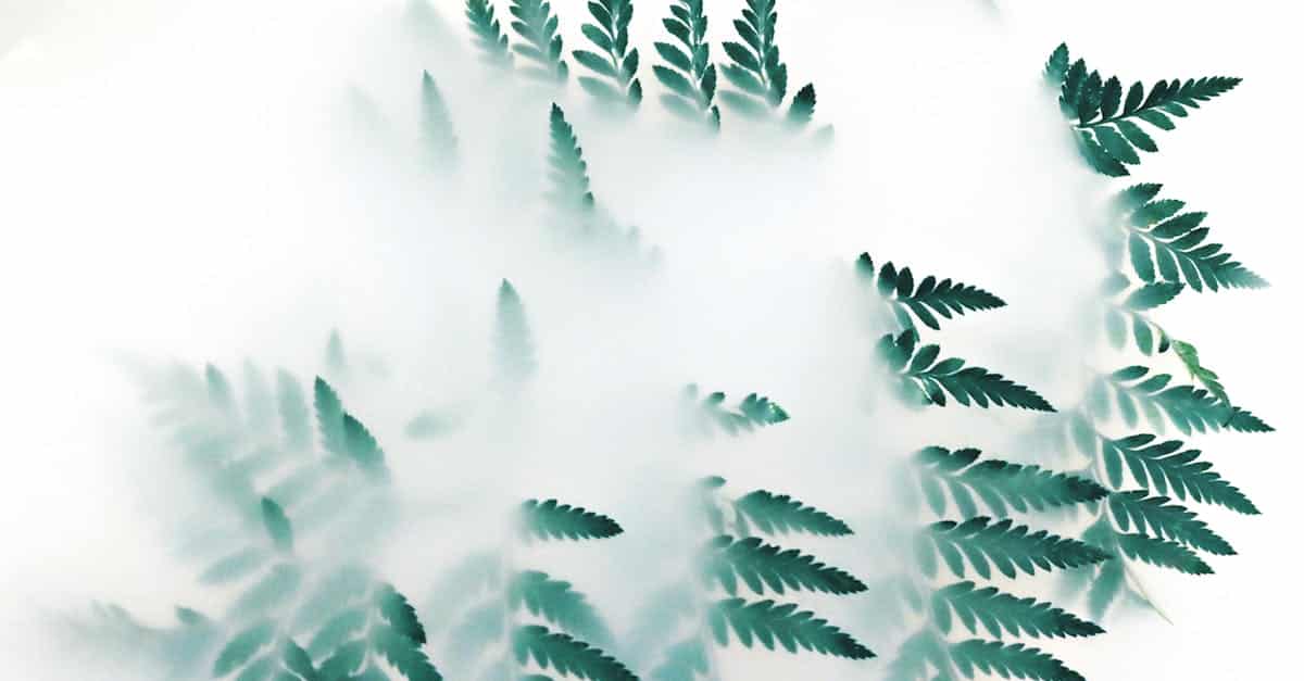 découvrez l'écologie, l'étude des interactions entre les êtres vivants et leur environnement. explorez des solutions durables pour préserver notre planète, comprendre les écosystèmes, et favoriser la biodiversité. engagez-vous pour un avenir écologique meilleur.